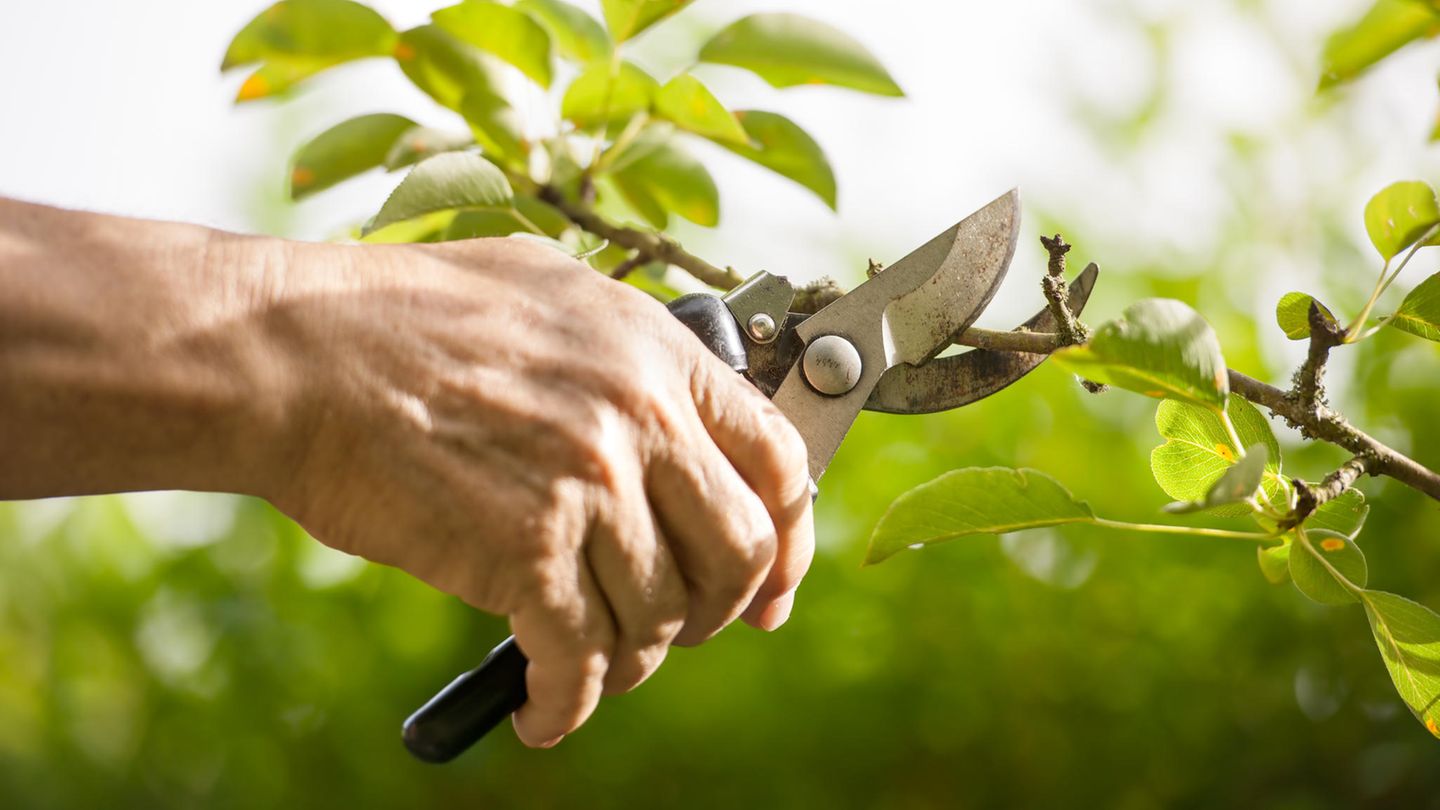 Gartenzeit: Fiskars Bypass-Gartenschere heute für 10 statt 16 Euro: Die Garten-Deals am Freitag