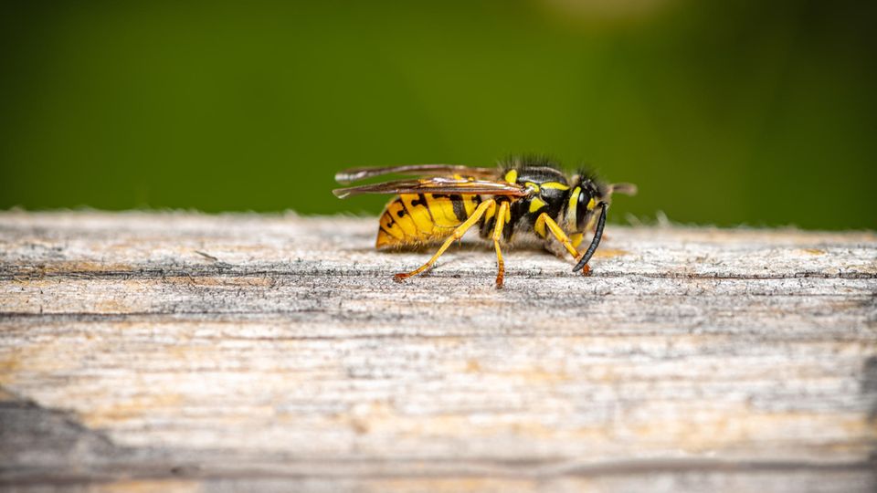 Gartendeals Wespenfalle: Eine Wespe krabbelt auf einem Tisch.