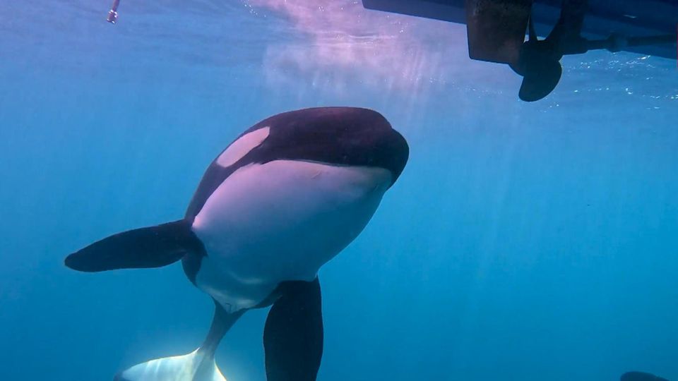 "Wirkt wie eine Attacke" – Orcas greifen Segelboote vor Gibraltar an