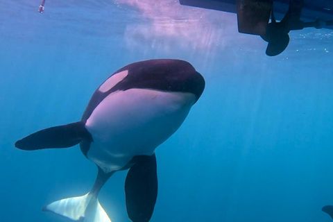 "Wirkt wie eine Attacke" – Orcas greifen Segelboote vor Gibraltar an