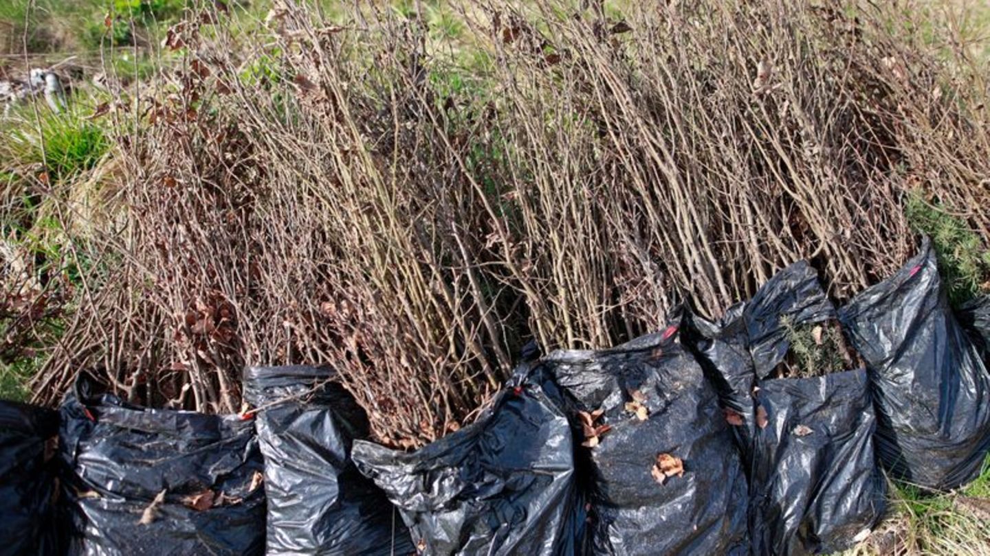 Auszeichnungen: Umweltpreis des Landes für innovatives Aufforstungsprojekt