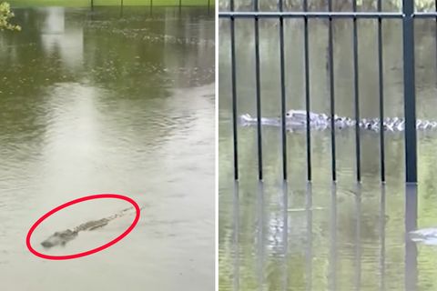 Alligatoren schwimmen durch Straßen von South Carolina