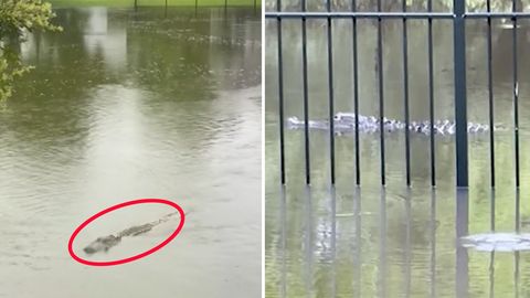 Alligatoren schwimmen durch Straßen von South Carolina