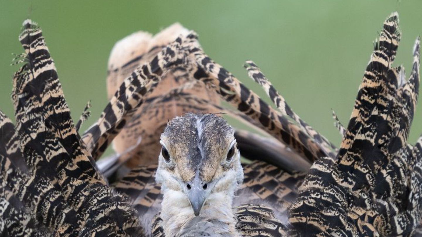 Bedrohte Arten: Vogelschützer nutzen Drohne zum Schutz von Großtrappen