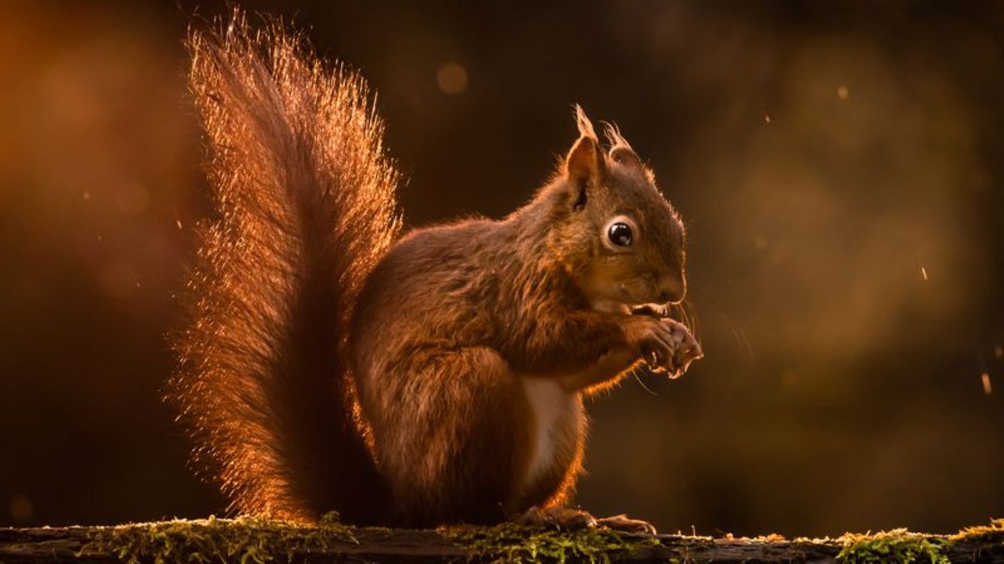 Artenschutz: Harte Nuss: Kampf um rote Eichhörnchen in Wales