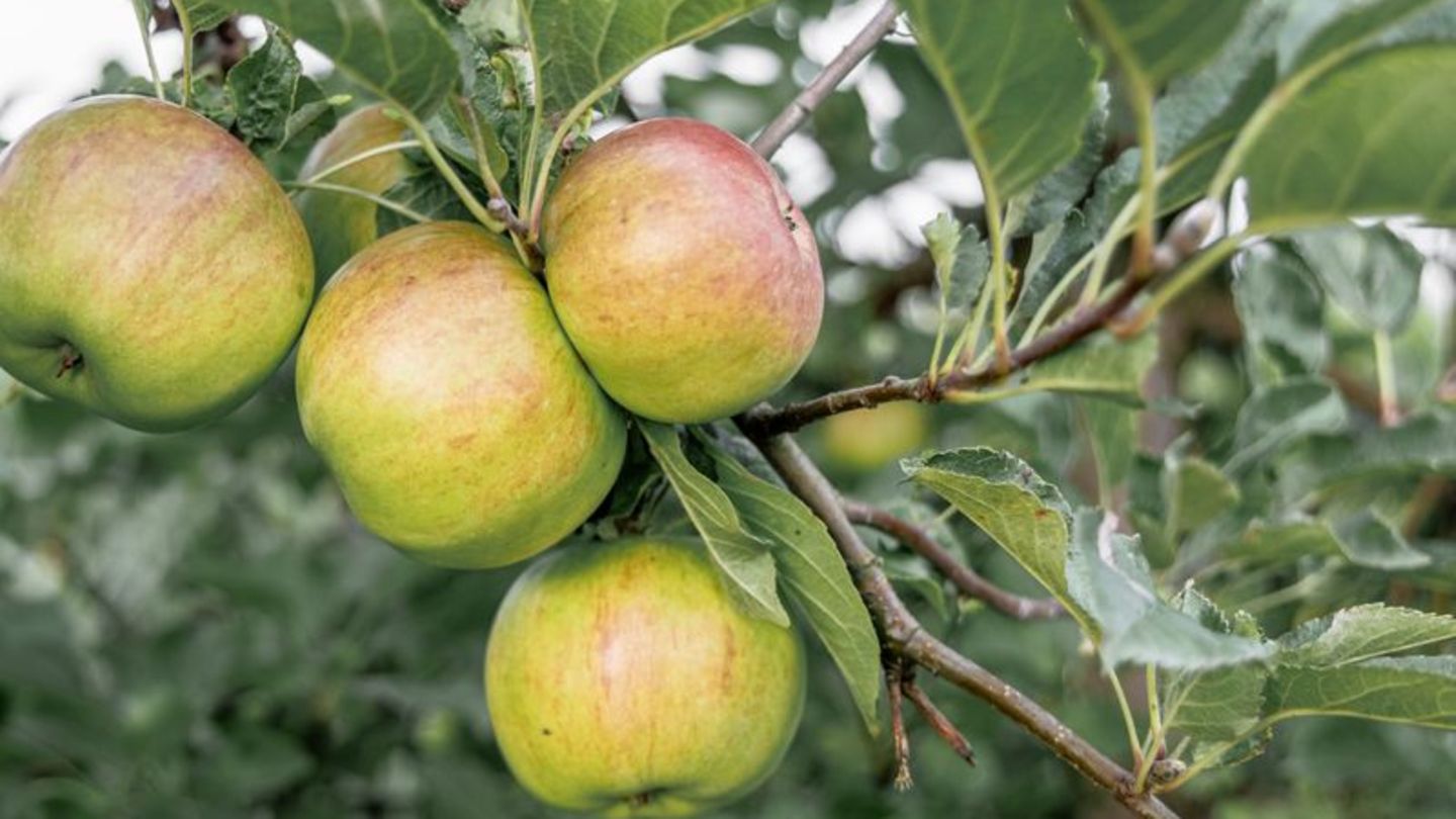 Äpfel: Apfelernte beginnt früher - Menge wie in Vorjahren erwartet