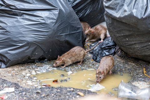 Ratten in Müllbeuteln