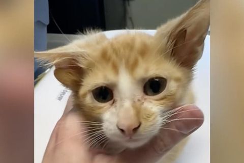 Von Tierheim gerettet : Katze mit vier Ohren: Kater "Audio" begeistert das Internet