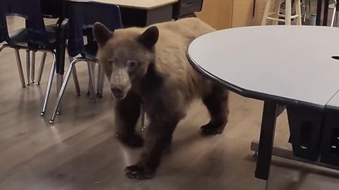 Der Bär hat sich in eine kalifornische Grundschule verirrt und der Lehrerin einen massiven Schrecken eingejagt.