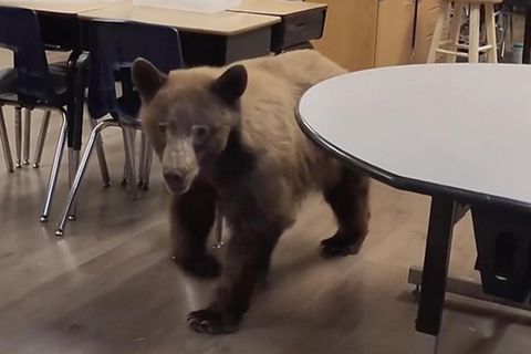 Der Bär hat sich in eine kalifornische Grundschule verirrt und der Lehrerin einen massiven Schrecken eingejagt.