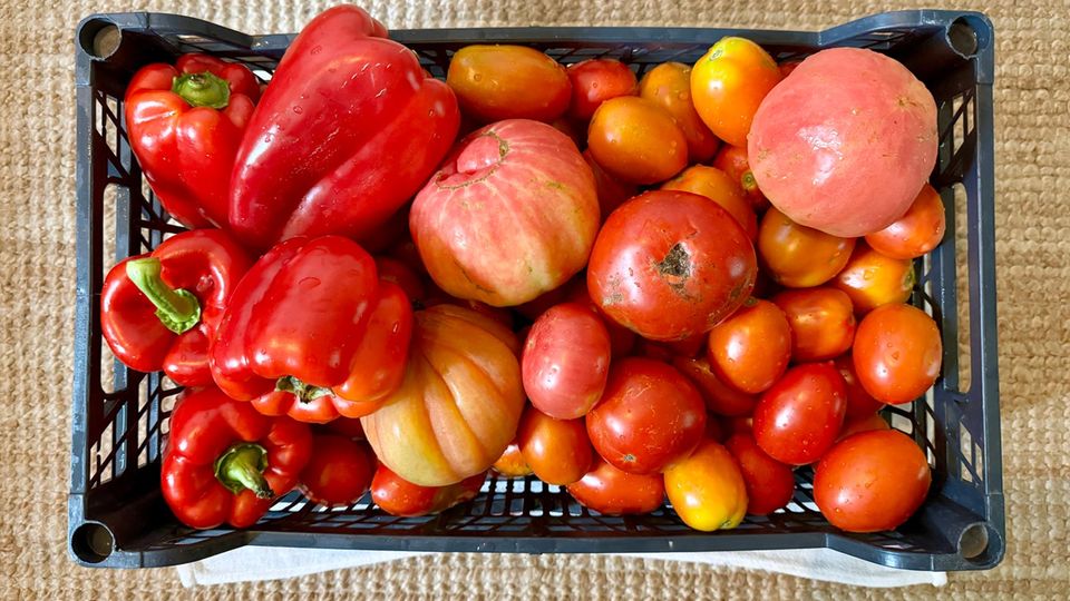 Tomaten und Paprika in einem Korb