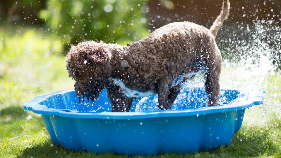 Hund planscht im Hundepool