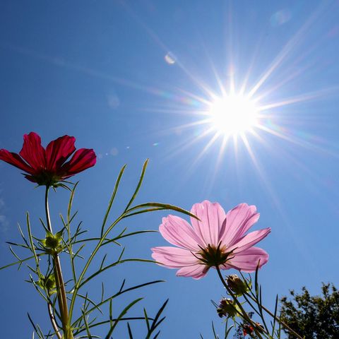 Immer mehr Hitzetage: eine der Folgen des Klimawandels in Deutschland 