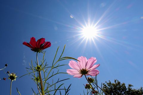 Immer mehr Hitzetage: eine der Folgen des Klimawandels in Deutschland 