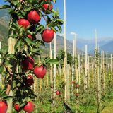 Obstbaumuseum Südtirol