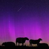 Der Sternschnuppenstrom der Perseiden entfaltet in diesen Nächten seine phänomenale Pracht, mit einem Maximum von bis zu 100 Sternschnuppen pro Stunde