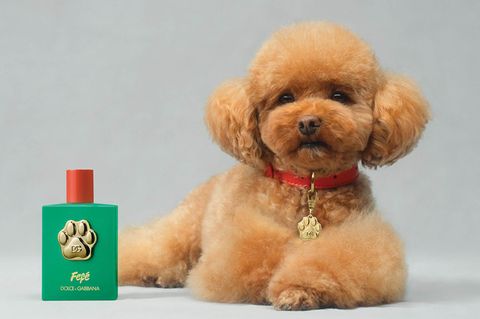 Fefé: Der erste Duft für Hunde aus dem Hause Dolce & Gabanna  Fefé gibt es wirklich. Die Pudelhündin gehört dem Modedesigner Domenico Dolce, der den Duft für D & G konzipierte. Die 100-ml-Flasche kostet 99 Euro – wir zitieren aus der Produktinfo: "Sprühen Sie Fefé auf Ihre Hände oder eine Bürste und massieren oder bürsten Sie dann das Fell Ihres Hundes (…), um ihm einen Moment duftender Streicheleinheiten zu schenken. Fefé kann auch direkt auf den Körper des Hundes aufgetragen werden, wobei der Nasenbereich ausgespart werden sollte. Dolce & Gabbana Fefé ist das erste alkoholfreie Duftspray der Marke für Hunde. Eine Kreation mit warmen Noten von Ylang-Ylang, kräftig-schmeichelndem Moschus und cremigen Nuancen von Sandelholz. Der Duft wird in einem Flakon aus grün lackiertem Glas angeboten, der mit (…) einer edlen mit 24-karätigem Gold überzogenen Pfote verziert ist. Beim Kauf (…) erhalten Sie ein exklusives Hundehalsband mit Dolce & Gabbana-Plakette."