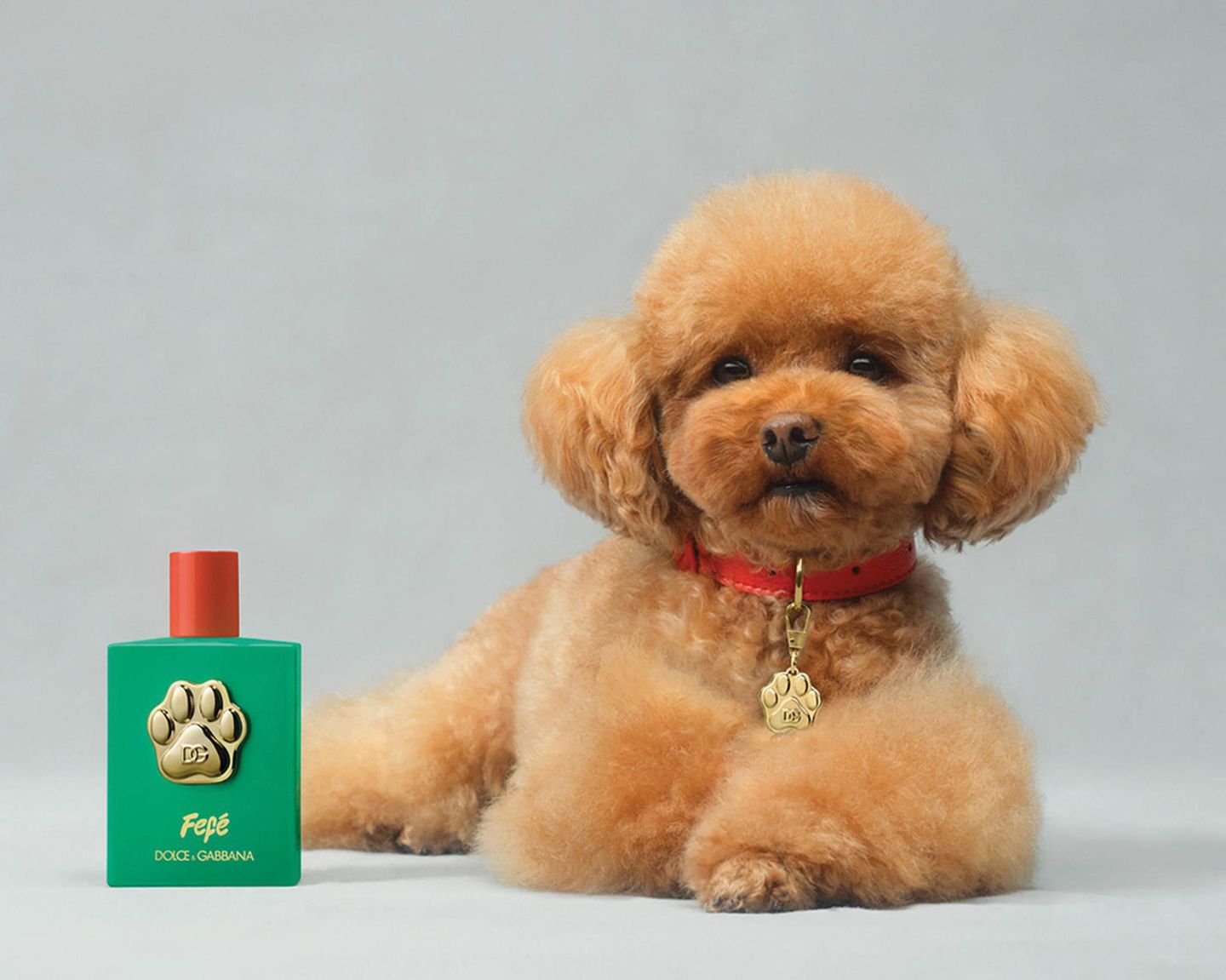 Fefé: Der erste Duft für Hunde aus dem Hause Dolce & Gabanna  Fefé gibt es wirklich. Die Pudelhündin gehört dem Modedesigner Domenico Dolce, der den Duft für D & G konzipierte. Die 100-ml-Flasche kostet 99 Euro – wir zitieren aus der Produktinfo: "Sprühen Sie Fefé auf Ihre Hände oder eine Bürste und massieren oder bürsten Sie dann das Fell Ihres Hundes (…), um ihm einen Moment duftender Streicheleinheiten zu schenken. Fefé kann auch direkt auf den Körper des Hundes aufgetragen werden, wobei der Nasenbereich ausgespart werden sollte. Dolce & Gabbana Fefé ist das erste alkoholfreie Duftspray der Marke für Hunde. Eine Kreation mit warmen Noten von Ylang-Ylang, kräftig-schmeichelndem Moschus und cremigen Nuancen von Sandelholz. Der Duft wird in einem Flakon aus grün lackiertem Glas angeboten, der mit (…) einer edlen mit 24-karätigem Gold überzogenen Pfote verziert ist. Beim Kauf (…) erhalten Sie ein exklusives Hundehalsband mit Dolce & Gabbana-Plakette."