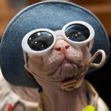 Mûschi: Der erste Duft für Katzen aus dem Hause BASF  Wir zitieren aus der zukünftigen Produktinfo: "Bitte entnehmen Sie vor Anwendung die beigefügten Schutzhandschuhe, sprühen sie Mûschi auf Ihre Hände und massieren Sie es Ihrer Katze tief in die Haut. BASF Mûschi ist das erste alkoholfreie Duftspray für Katzen, mit einer kräftigen Kopfnote von Lavendel und Nuancen von würzigem Fieberklee und Gerbsäure. Bei regelmäßiger Anwendung wird Ihr Kätzchen nicht nur angenehm duften, bald wird es auch sein Fell verlieren, und Sie haben niemals mehr Probleme mit herumwirbelndem Katzenhaar. Der Duft wird in einem pinken Flakon angeboten, mit einem praktischen Sicherheits-Drehverschluss. Bewahren Sie Mûschi außer der Reichweite von Kindern auf! Beim Kauf von Mûschi erhalten Sie eine exklusive Sonnenbrille und ein Hütchen gegen die UV-Strahlung!"