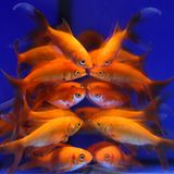 Plöpp: Der erste Duft für Zierfische aus dem Hause Radeberger  Wir zitieren aus der zukünftigen Produktinfo: "Ihr Aquarium muss nicht mehr fischig riechen. Radeberger Plöpp ist das erste alkoholhaltige Parfum für Goldfische, Guppys und Neons. Plöpp kommt in einer stylischen braunen Pfandflasche mit Bügelverschluss: einfach ploppen lassen, einen satten Schuss ins Aquarium geben, kräftig rühren, warten bis der Schaum sich setzt – fertig! Eine köstliche Note aus Fischgewürzen wie Dill und Petersilie wird Ihrer Unterwasserwelt eine ganz neue, sinnliche Dimension verleihen. Zudem sorgt der beigemischte Glasreiniger dafür, dass sie immer den Durchblick behalten! Wir liefern Plöpp mit einer stylischen Nasenklammer, Kescher und Kadaverbeutel zur Entsorgung Ihrer Lieblinge!"