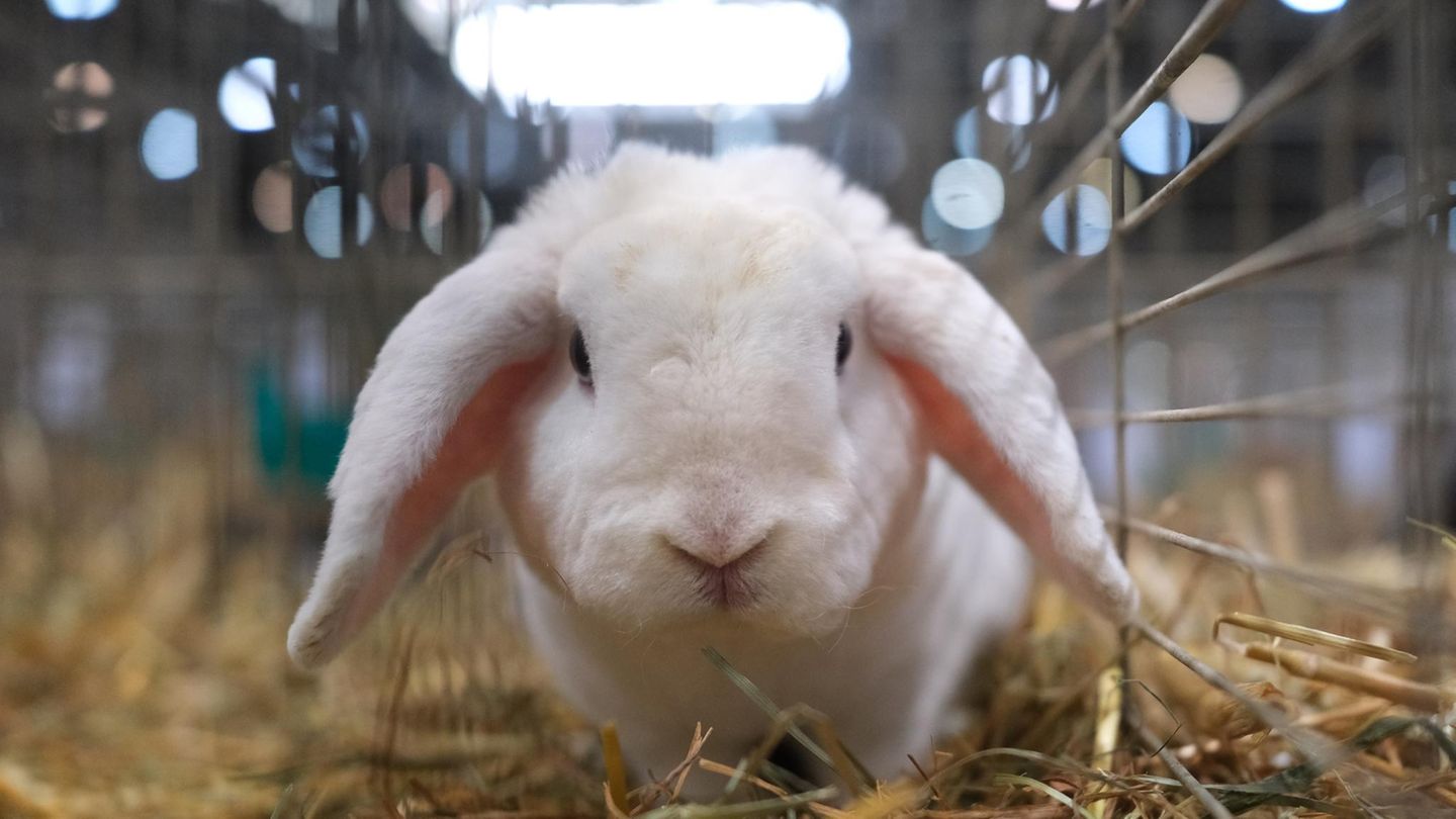 Rammél: Der erste Duft für Kaninchen aus dem Hause Aral  Wir zitieren aus der zukünftigen Produktinfo: "Ihr Kaninchen liegt nur noch depressiv im Heu, über dem Käfig kreisen die Fliegen? Damit ist jetzt Schluss. Was dem Tier fehlt, ist bloß ein bisschen Treibstoff. Aral Rammél ist das erste Duftspray für Kaninchen und ein echter Energiestoß – warme Aromen aus Kohl und Wurzeln, kombiniert mit erfrischend-fruchtigen Noten aus Äpfeln und Birnen. Der Duft wird in einem Fünf-Liter-Kanister mit praktischer Druckpumpe angeboten, die es Ihnen ermöglicht, Ihren Liebling plus Stall binnen Sekunden einzunebeln. Im Lieferumfang eingeschlossen ist ein hydraulischer Hasenheber, damit Sie auch den Unterboden Ihres Tieres parfümieren können. Geben Sie Gas!"