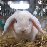 Rammél: Der erste Duft für Kaninchen aus dem Hause Aral  Wir zitieren aus der zukünftigen Produktinfo: "Ihr Kaninchen liegt nur noch depressiv im Heu, über dem Käfig kreisen die Fliegen? Damit ist jetzt Schluss. Was dem Tier fehlt, ist bloß ein bisschen Treibstoff. Aral Rammél ist das erste Duftspray für Kaninchen und ein echter Energiestoß – warme Aromen aus Kohl und Wurzeln, kombiniert mit erfrischend-fruchtigen Noten aus Äpfeln und Birnen. Der Duft wird in einem Fünf-Liter-Kanister mit praktischer Druckpumpe angeboten, die es Ihnen ermöglicht, Ihren Liebling plus Stall binnen Sekunden einzunebeln. Im Lieferumfang eingeschlossen ist ein hydraulischer Hasenheber, damit Sie auch den Unterboden Ihres Tieres parfümieren können. Geben Sie Gas!"