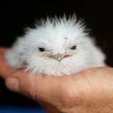 Püps: Der erste Duft für alle Piepmätze aus dem Hause Gutfried  Wir zitieren aus der zukünftigen Produktinfo: "Ob Haushuhn, Wellensittich oder Kanarienvogel: Gerade die Küken leiden oft unter sprödem, trockenem Gefieder. Gutfried Püps verleiht den Kleinen nicht nur einen angenehmen Kokos-Duft, sondern pflegt und bändigt unschön frizzige Daunen – mit einer patentierten Pflegeformel aus wertvoller Sheabutter und Marula-Öl. Und so wird Püps verwendet: Direkt nach dem Schlüpfen aufs Gefieder sprayen bis es tropfnass ist, acht Stunden eintrocknen lassen und anschließend mit dem Bürstenaufsatz des Staubsaugers kräftig absaugen."