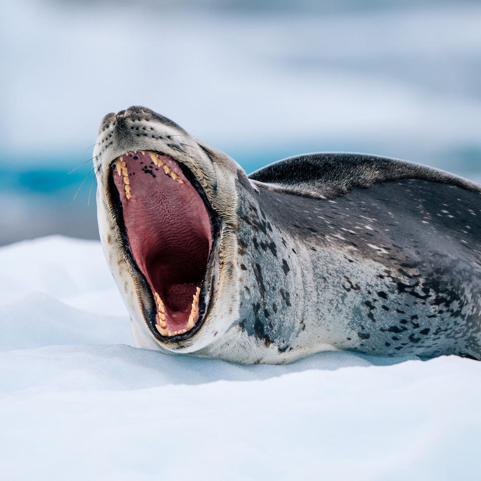 Bei der Expedition in der Antarktis trifft man viele wilde Tiere, zum Beispiel dieses gähnende Exemplar, wie Fotograf Fochtmann erläutert: "Der Seeleopard ist neben dem Orka eines der beiden Raubtiere der Antarktis und die einzige Robbe, die warmblütige Tiere wie Pinguine und andere Robben jagt." Gemeinsam mit sechs Gästen besuchte der Fotograf mit einem kleinen Boot die Insel Pléneau Island – und drückte im richtigen Moment auf den Auslöser. Die Bewohner wollten sie bei ihrem Ausflug aber nicht stören: "Nach unseren Landgängen beseitigen wir alle Fußspuren, um zu vermeiden, dass Wildtiere darin stolpern."