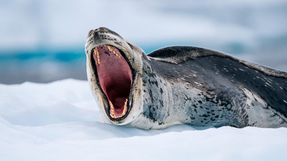 Bei der Expedition in der Antarktis trifft man viele wilde Tiere, zum Beispiel dieses gähnende Exemplar, wie Fotograf Fochtmann erläutert: "Der Seeleopard ist neben dem Orka eines der beiden Raubtiere der Antarktis und die einzige Robbe, die warmblütige Tiere wie Pinguine und andere Robben jagt." Gemeinsam mit sechs Gästen besuchte der Fotograf mit einem kleinen Boot die Insel Pléneau Island – und drückte im richtigen Moment auf den Auslöser. Die Bewohner wollten sie bei ihrem Ausflug aber nicht stören: "Nach unseren Landgängen beseitigen wir alle Fußspuren, um zu vermeiden, dass Wildtiere darin stolpern."