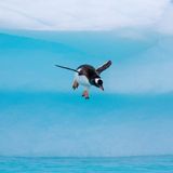 Fliegen können sie zwar nicht, eine gute Figur in der Luft machen sie aber trotzdem: "Pinguine, die auf Eisberge springen oder ins Wasser hinabsteigen, nachdem sie sich ausgeruht haben, sind ein tolles Fotomotiv", schwärmt Fotograf Kay Fochtmann. Dieser Eselspinguin etwa habe sich mit einem kunstvollen Sprung für einen Tauchgang in der Nähe der Cuverville-Insel bereitgemacht