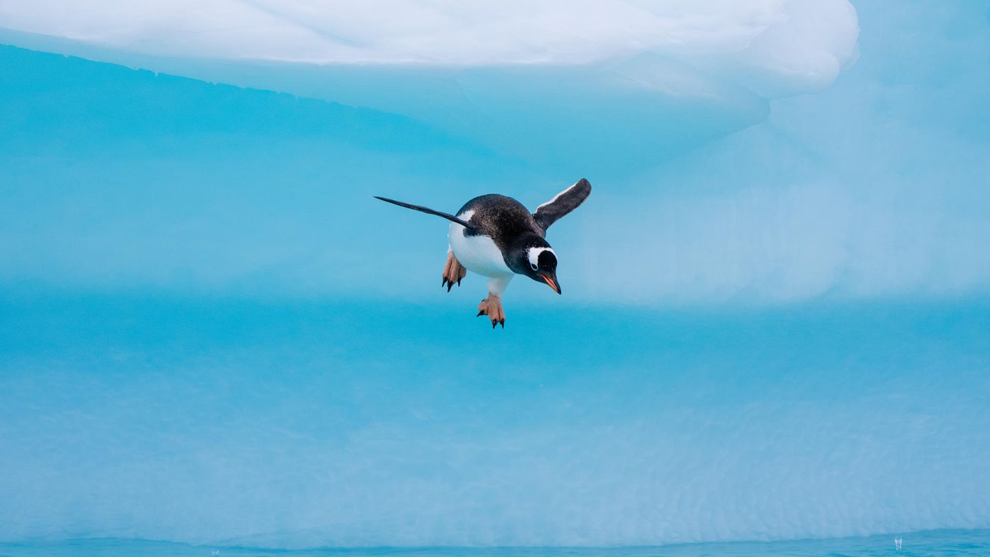 Fliegen können sie zwar nicht, eine gute Figur in der Luft machen sie aber trotzdem: "Pinguine, die auf Eisberge springen oder ins Wasser hinabsteigen, nachdem sie sich ausgeruht haben, sind ein tolles Fotomotiv", schwärmt Fotograf Kay Fochtmann. Dieser Eselspinguin etwa habe sich mit einem kunstvollen Sprung für einen Tauchgang in der Nähe der Cuverville-Insel bereitgemacht