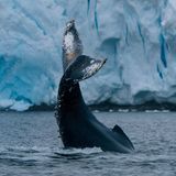 Manchmal braucht es ein Quäntchen Glück. Vor allem dann, wenn man Meeressäuger vor die Linse bekommen möchte. "Dieser junge Buckelwal schlug etwa 20 Minuten lang mit seiner Fluke auf die Wasseroberfläche – und einige Reisende und ich waren gemeinsam im rechten Moment mit unserem Zodiac in der Nähe unterwegs", berichtet Fotograf Fochtmann. Die Form und das Muster der Fluke eines Buckelwals ist genauso einzigartig wie ein menschlicher Fingerabdruck. Aus diesem Grund helfen Fotos der Fluken bei der Identifizierung von Walen und ihren Wandermustern