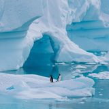 Diese zwei Eselspinguine ruhen sich nach einem Tauchgang auf einem kleinen Eisberg in Neko Harbour aus. Ein lohnendes Motiv für den Bordfotografen. "Für meine Pinguinfotografie habe ich zwei Ansätze. Entweder halte ich für ein perfektes Antarktis-Motiv nach den saubersten Pinguinen Ausschau wie diesen beiden, oder ich versuche den Pinguin zu finden, der am meisten mit Schlamm bedeckt ist und somit eins mit seiner Umgebung wird", erklärt Fochtmann
