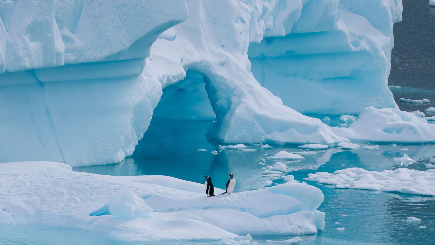 Diese zwei Eselspinguine ruhen sich nach einem Tauchgang auf einem kleinen Eisberg in Neko Harbour aus. Ein lohnendes Motiv für den Bordfotografen. "Für meine Pinguinfotografie habe ich zwei Ansätze. Entweder halte ich für ein perfektes Antarktis-Motiv nach den saubersten Pinguinen Ausschau wie diesen beiden, oder ich versuche den Pinguin zu finden, der am meisten mit Schlamm bedeckt ist und somit eins mit seiner Umgebung wird", erklärt Fochtmann