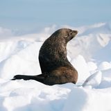 "Da die Tiere in der Antarktis wenig mit Menschen zu tun haben, sind sie ziemlich entspannt oder sogar neugierig auf uns", erzählt Fotograf Fochtmann. Wer die Tierwelt der Antarktis wirklich erleben möchte, der hat die größten Chancen auf Begegnungen zwischen November und März. Im Februar und März ist etwa die beste Zeit, um Wale zu beobachten, vorher hat man die Chance, junge Pinguine mit einem gesunden Abstand zu beobachten