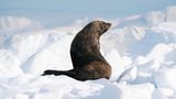 "Da die Tiere in der Antarktis wenig mit Menschen zu tun haben, sind sie ziemlich entspannt oder sogar neugierig auf uns", erzählt Fotograf Fochtmann. Wer die Tierwelt der Antarktis wirklich erleben möchte, der hat die größten Chancen auf Begegnungen zwischen November und März. Im Februar und März ist etwa die beste Zeit, um Wale zu beobachten, vorher hat man die Chance, junge Pinguine mit einem gesunden Abstand zu beobachten
