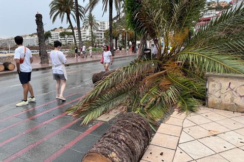 Verwüstungen auf Mallorca