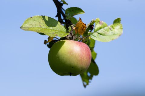 Ein einzelner grün-roter Apfel hängt am Ende eines Astes vor strahlend blauem Himmel