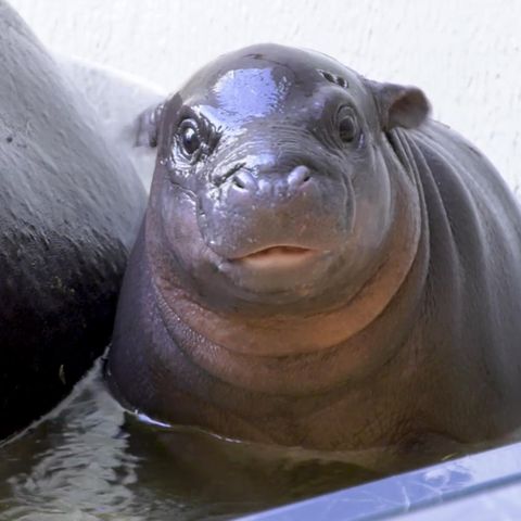 Flusspferd Toni im Berliner Zoo