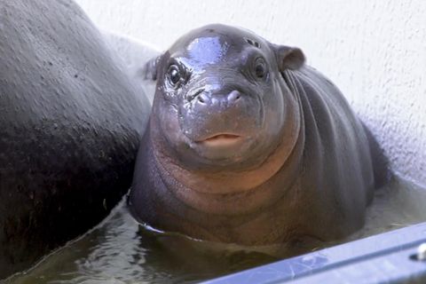 Flusspferd Toni im Berliner Zoo