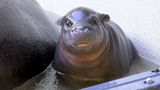 Flusspferd Toni im Berliner Zoo