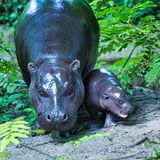 Flusspferd Toni im Berliner Zoo