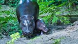 Flusspferd Toni im Berliner Zoo