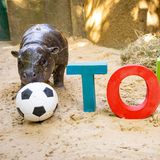Hippo Toni am Ball