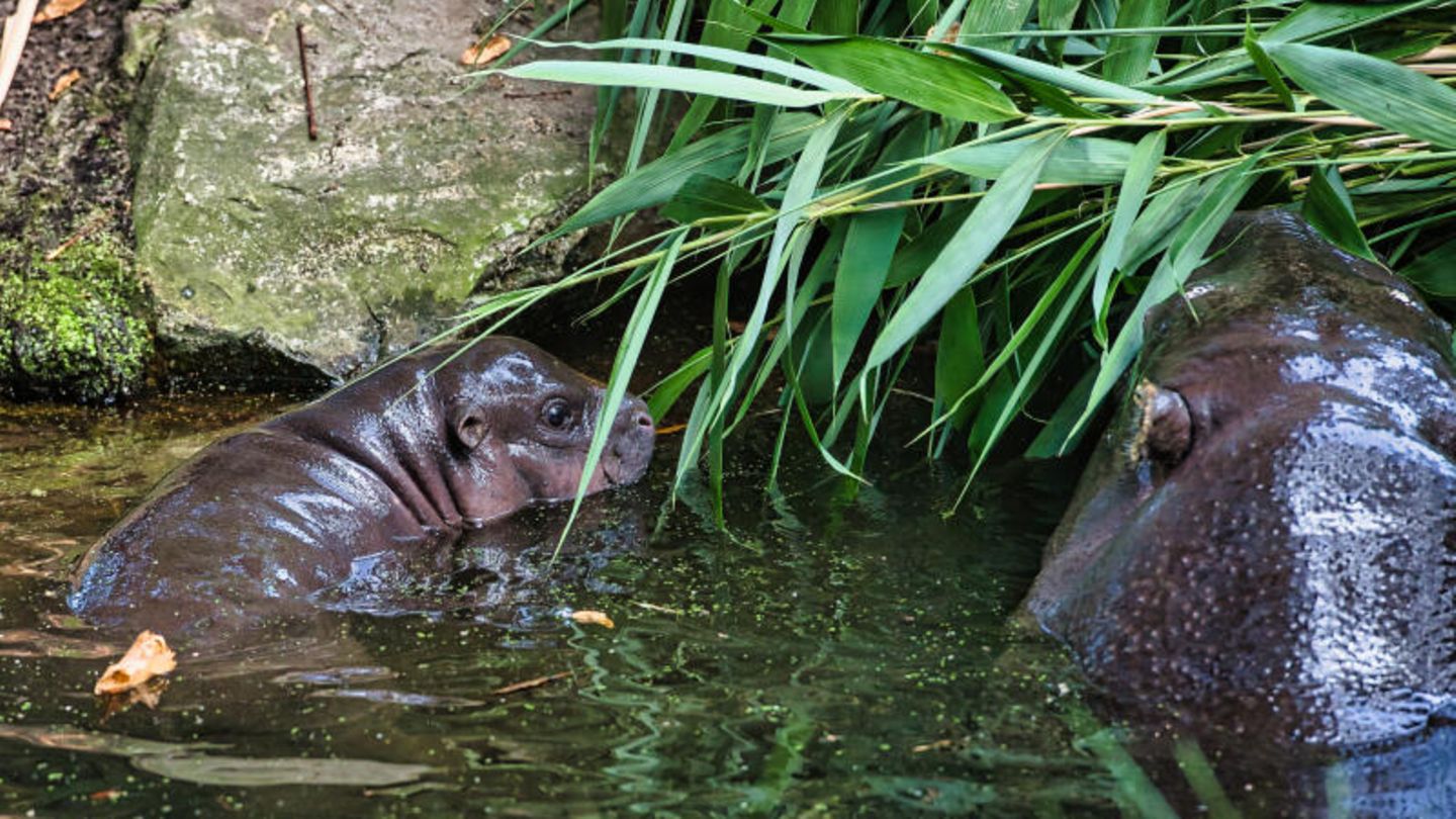 Flusspferd Toni schwimmt im Wasserbecken