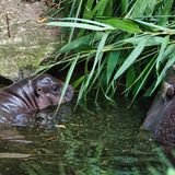 Flusspferd Toni schwimmt im Wasserbecken