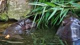 Flusspferd Toni schwimmt im Wasserbecken