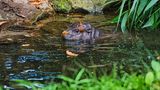 Flusspferd Toni im Berliner Zoo