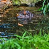 Flusspferd Toni im Berliner Zoo