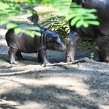 Flussßpferd Toni beim Spaziergang